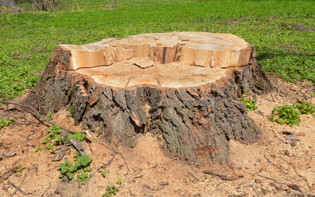 What are the potential risks of using wood chips from diseased stumps Franklin NC?
