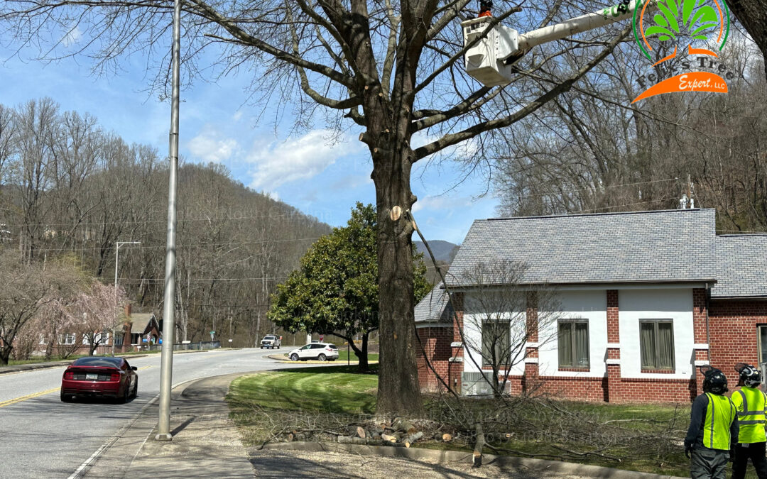 Reasons Why Tree Maintenance Increases Property Value