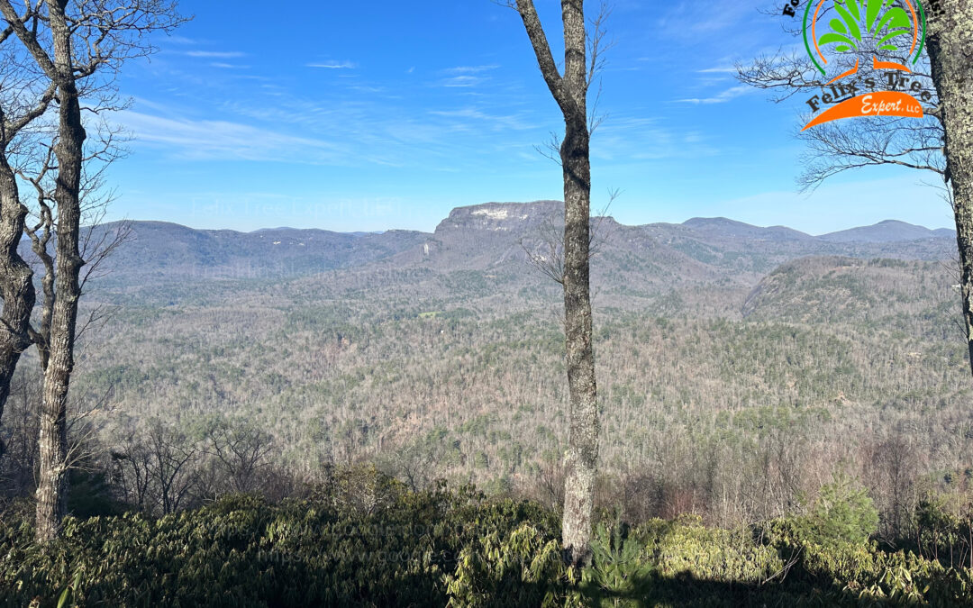 The Benefits Of Hiring An Arborist