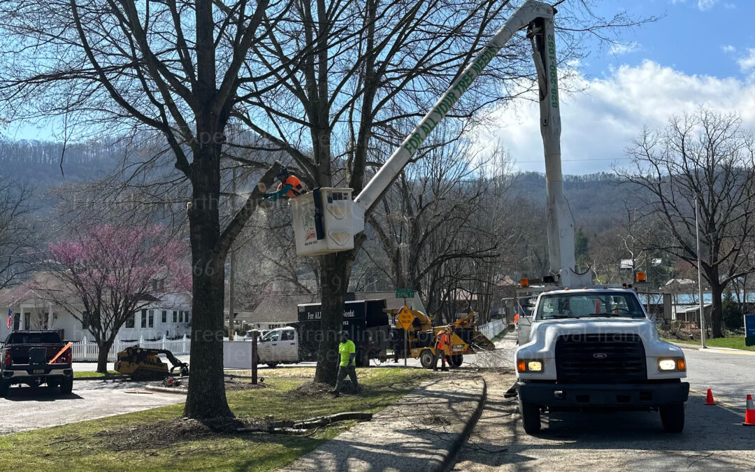 The Benefits Of Hiring A Professional Tree Trimmer