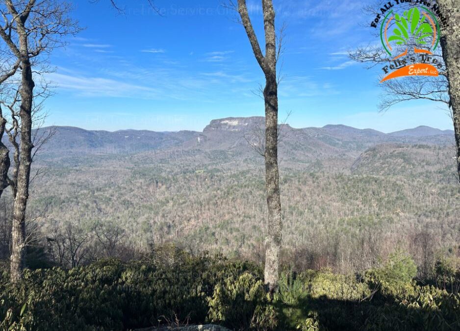 How An Arborist Can Help Your Property Be More Sustainable