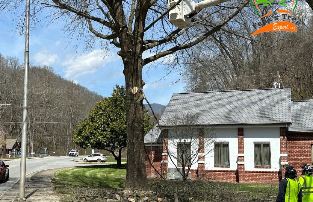 How To Find A Reputable Tree Service in Glenville, NC