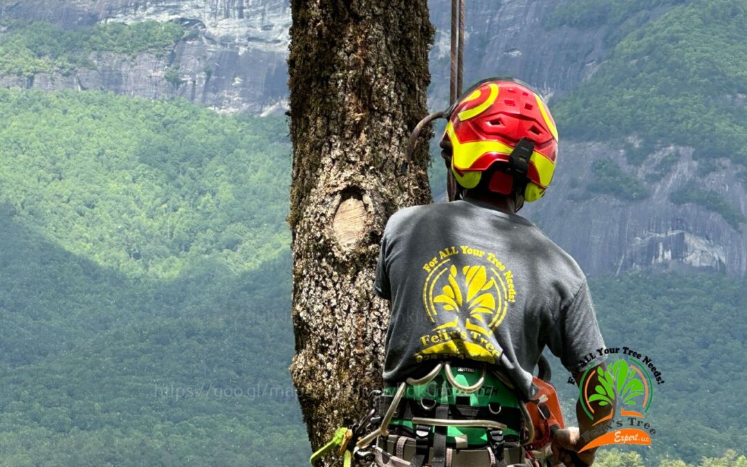 How Do Tree Removal Experts Manage the Challenges of Large Tree Removal in Franklin NC?