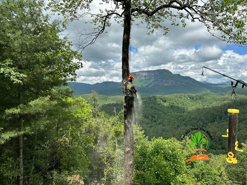 What Precautions Should Be Taken for Tree Care During Extreme Weather Conditions in Franklin NC?