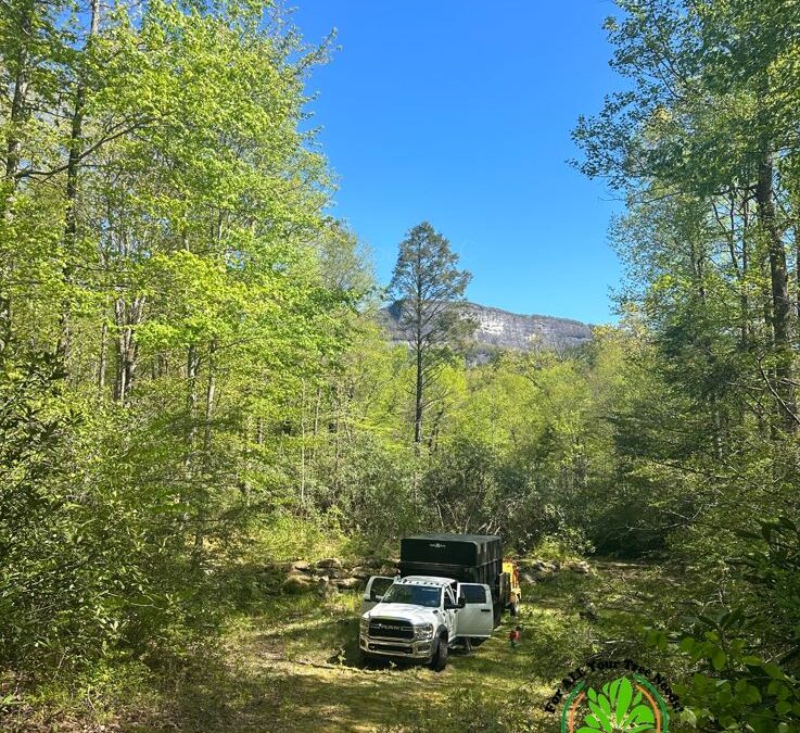 How to Determine Which Branches to Thin During Tree Trimming in Franklin NC