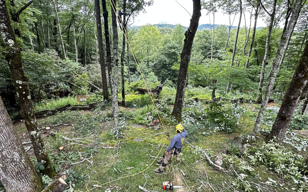 Can Tree Trimming Be Done Year-round, Or Should It Be Limited To Certain Seasons In Cashiers NC?